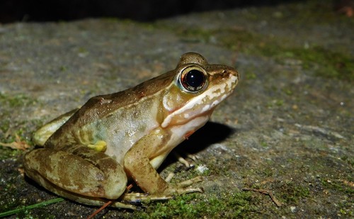 Highland Frog