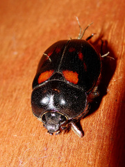 Oryctomorphus bimaculatus