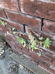 Parietaria pensylvanica