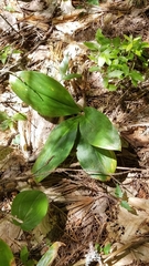 Clintonia borealis