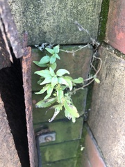 Parietaria pensylvanica