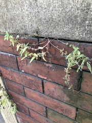 Parietaria pensylvanica