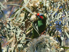 Glossopsitta concinna