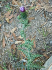 Cirsium mexicanum