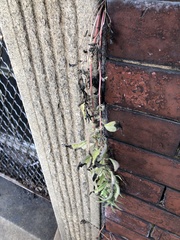 Parietaria pensylvanica