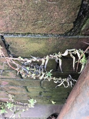 Parietaria pensylvanica