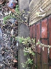 Parietaria pensylvanica