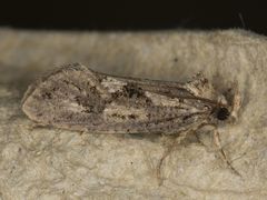 Acrolophus variabilis