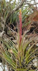 Tillandsia tricolor