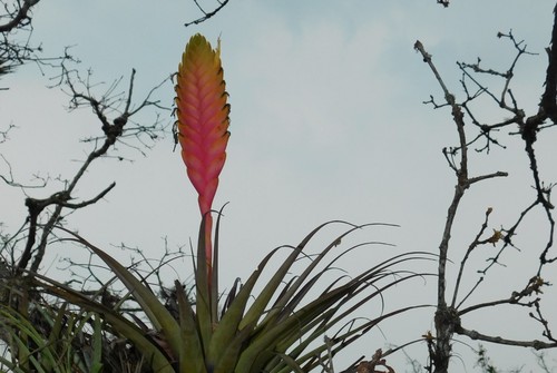 Tillandsia lampropoda L.B.Sm.