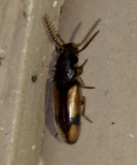 Polypria cruxrufa