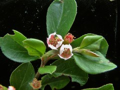 Cotoneaster divaricatus