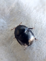 Heteroptera