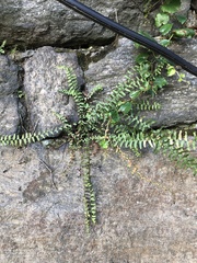 Asplenium platyneuron