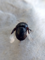 Heteroptera