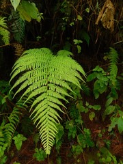 Macrothelypteris