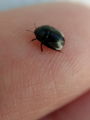 Heteroptera
