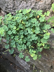 Oxalis
