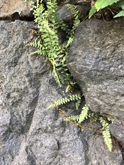 Asplenium platyneuron