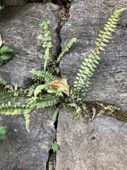 Asplenium platyneuron