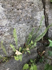 Asplenium platyneuron