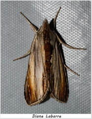 Cucullia convexipennis