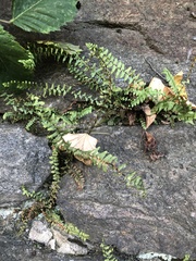 Asplenium platyneuron