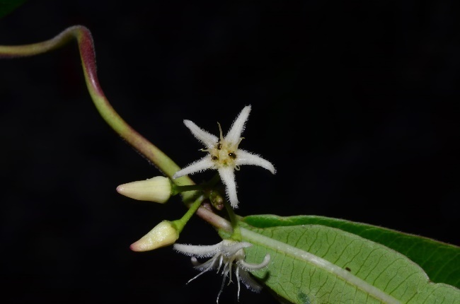 Ditassa caucana