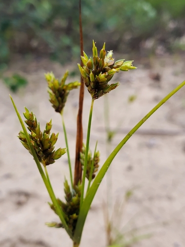Cyperus houghtonii iNat (1)