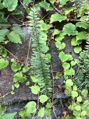 Asplenium platyneuron