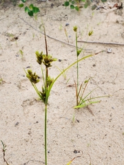 Cyperus houghtonii