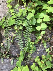 Asplenium platyneuron