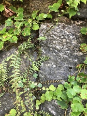 Asplenium platyneuron