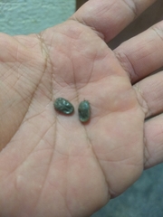 Rhipicephalus sanguineus