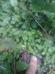 Chrysosplenium glechomifolium