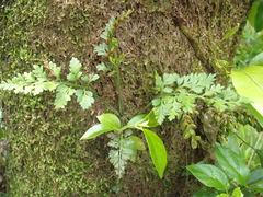 Asplenium appendiculatum maritimum