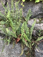 Asplenium platyneuron