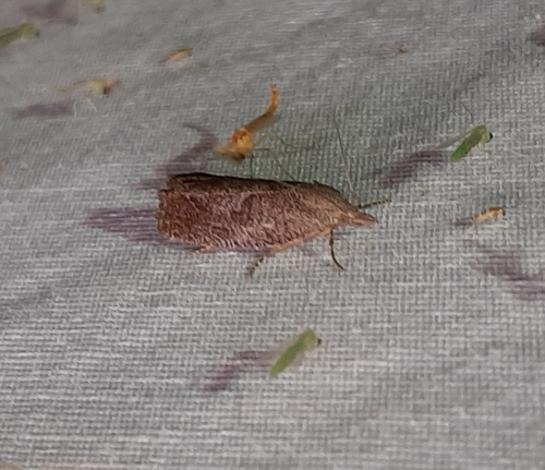 Eucosma sombreana photo 3