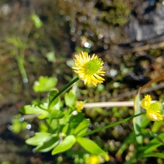 Ranunculus grayi