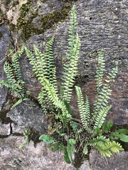 Asplenium platyneuron