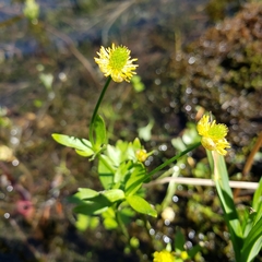 Ranunculus grayi