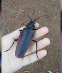 Ctenoscelis acanthopus