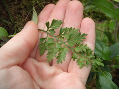 Asplenium appendiculatum maritimum