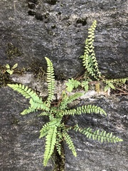 Asplenium platyneuron