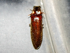 Phanophorus