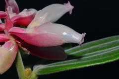Cavendishia pubescens