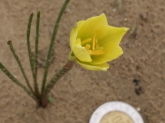 Zephyranthes longifolia