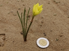 Zephyranthes longifolia