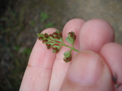 Asplenium appendiculatum maritimum