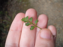 Asplenium appendiculatum maritimum